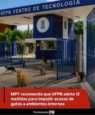 Com a falta de alimentos, gatos morrerão de fome