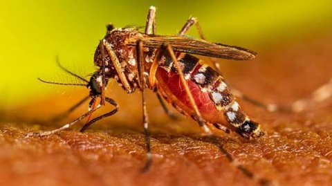 Dengue segue matando na Paraíba