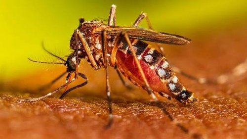 Paraíba registra aumento nos casos de dengue com 14 mortes em 2026